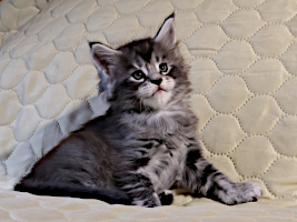 Harri 6,2 vkoa/weeks