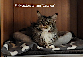 Calatea 08/2025