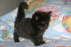 Tina