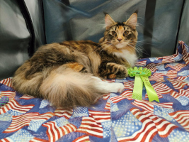 Fazerina URK 19.10.2025