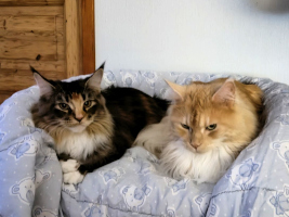 Fazerina ja Mirella 08/2025