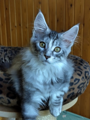 Kismet 14 vkoa/weeks