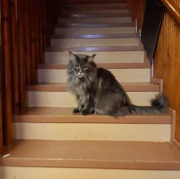 Miska