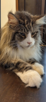 Nalle 8.7.2025