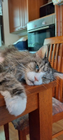 Nalle 17.8.2025
