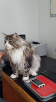 Nalle 08/2016