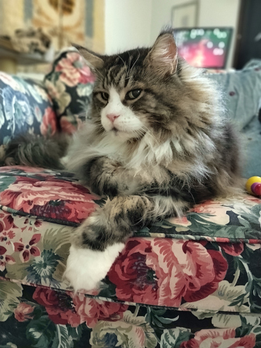 Nalle