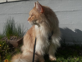 Onni 05/2025