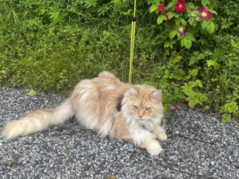 Onni 07/2025