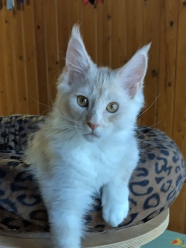 Patkis 14 vkoa/weeks