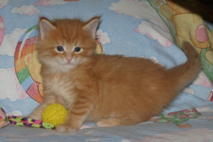 Pete