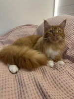 Simba 08/2025 