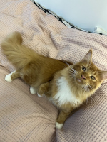 Simba 08/2025 