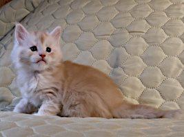Prinssi