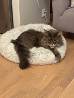 Tuuli 03/2025