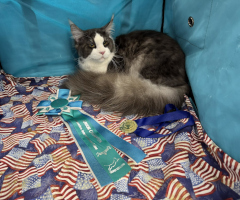 Wiljami NOM ja Junior Champion 08/2025